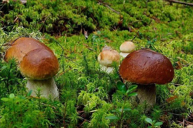 Zielone Wzgorza Alpstuga