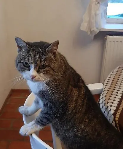 Alpstuga Zielone Wzgorza