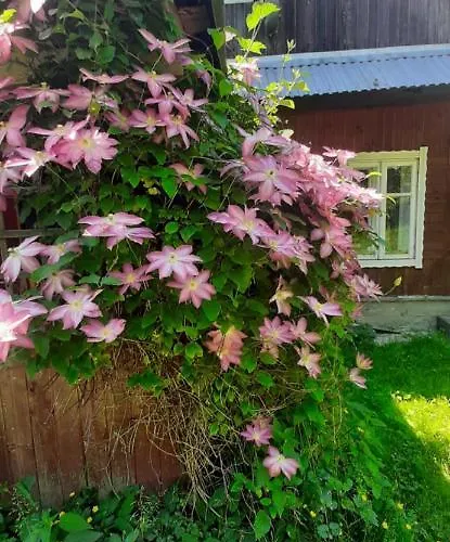 Zielone Wzgorza Ciezkowice